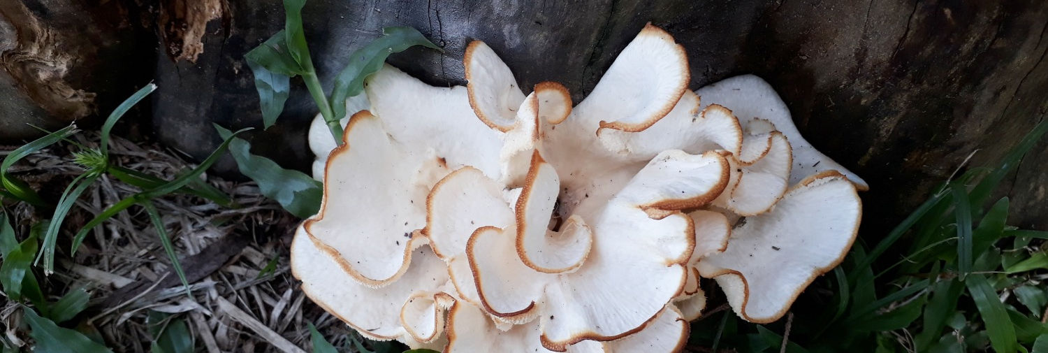 Fungo orelha-de-pau crescendo em um tronco na mata
