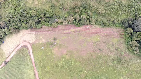 Vista aérea de área em restauração ecológica