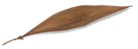 Semente nativa