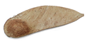 Semente nativa