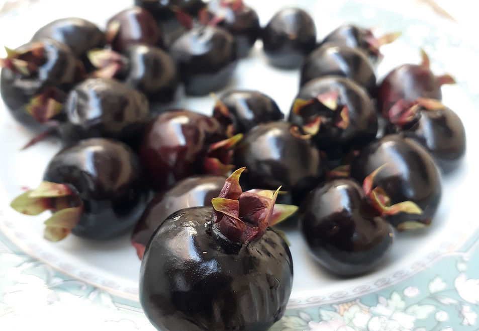 Sementes de jabuticaba germinando sobre um prato