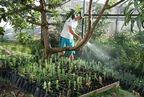 Voluntário regando mudas nativas no viveiro do Planeta Plantar